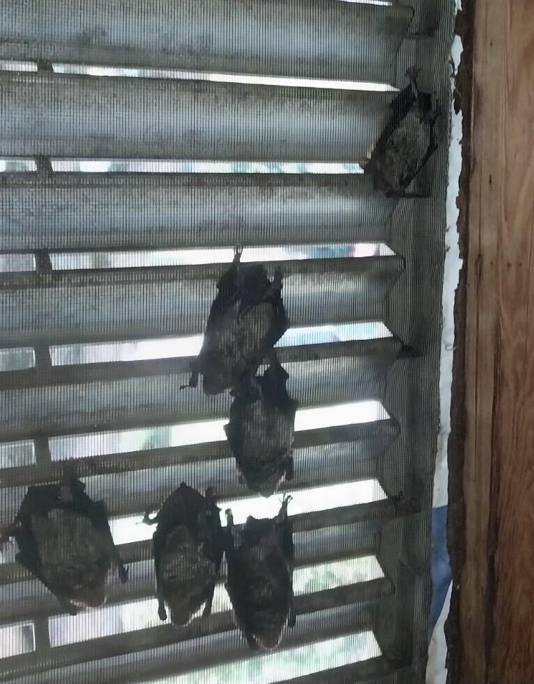 bat colony in attic