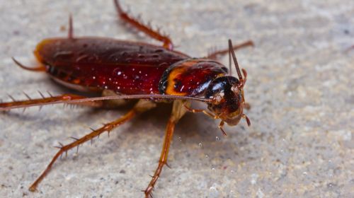 Cockroach Control in Katy TX- Mama bear pest and outdoor