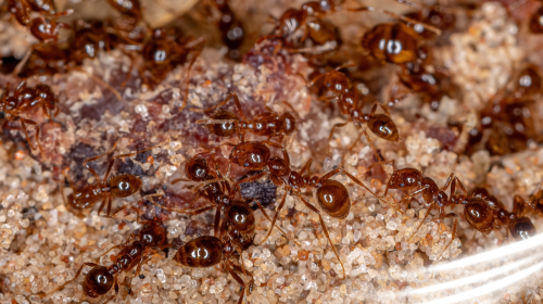 Fire Ant Control Katy TX Mama Bear Pest and Outdoor