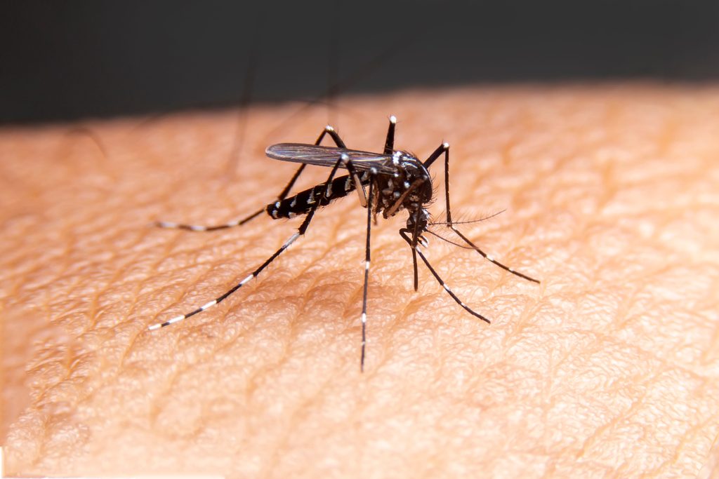 Mosquito pest control Katy TX Mama Bear Pest and Outdoor