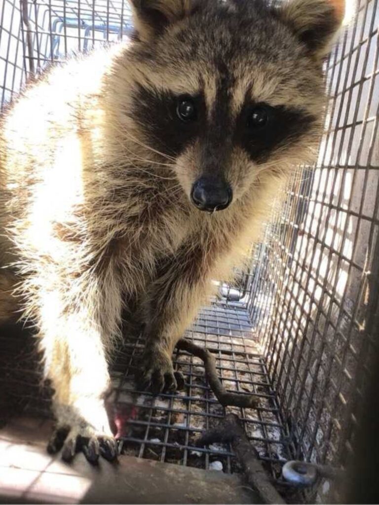 Raccoon Removal Katy TX Mama Bear PEst and Outdoor Wildlife Removal inspection