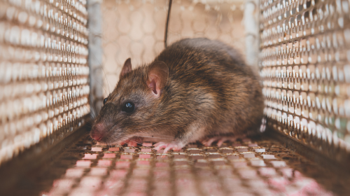 Rat trapping in Katy TX mama bear pest and outdoor FREE INSPECTION