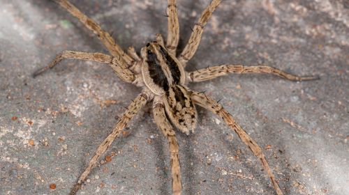 Spider Pest Control Katy TX- mama Bear pest and outdoor