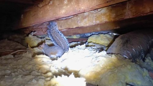 Squirrel in Attic Removal Katy TX Mama Bear pest and outdoor
