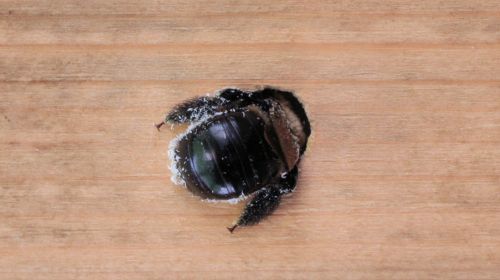 Wood Destroying Insect report Katy TX Mama Bear pest and outdoor