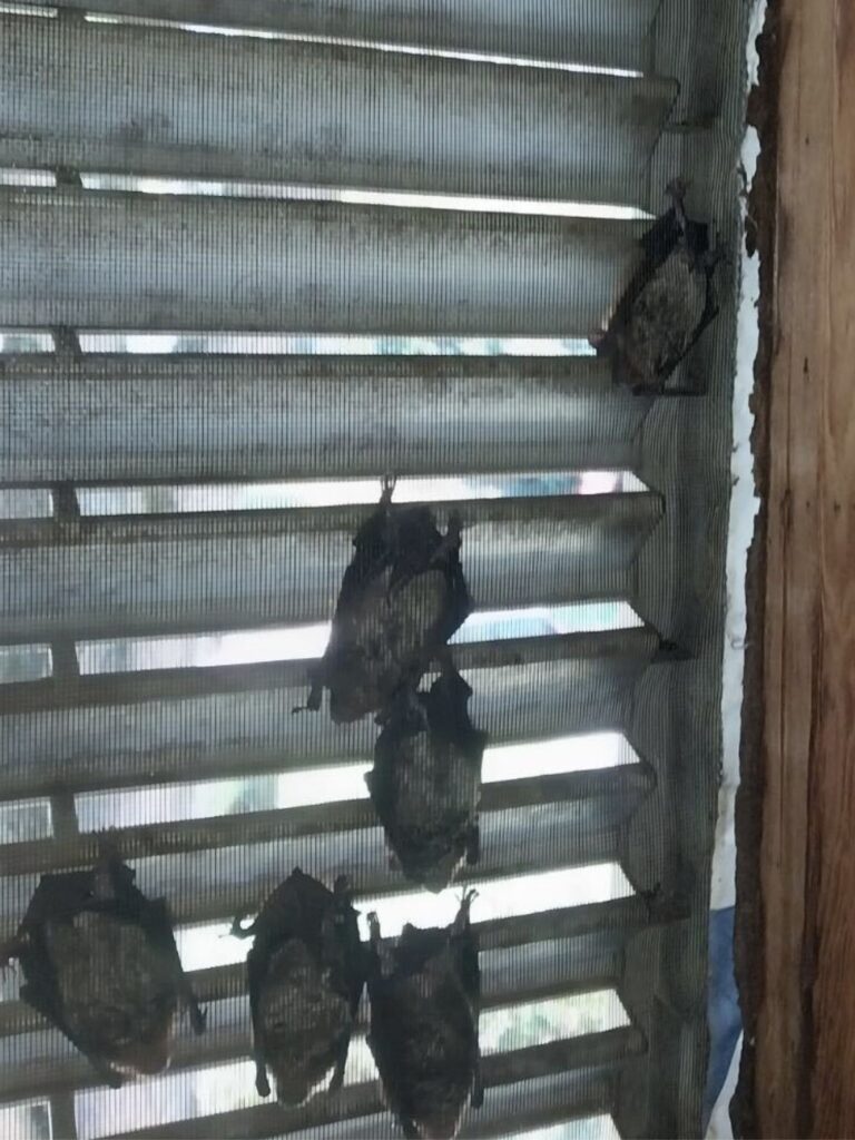 bat colony behind gable vents katy tx