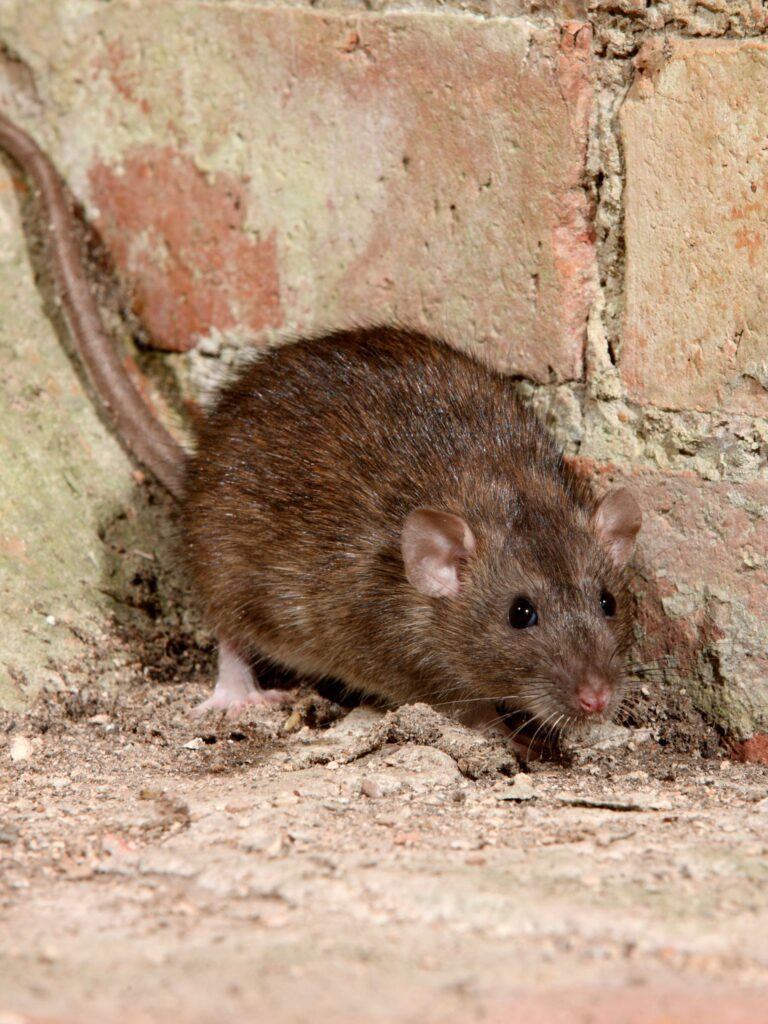 rat control in katy tx