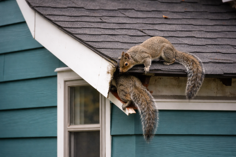 Squirrel Damage