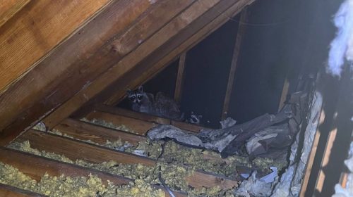 Animal-In-Attic-Removal-Katy-Tx-Mama-Bear-Pest-Control