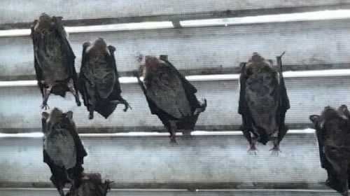 Bat removal in Katy TX, Mama Bear Pest and Outdoor