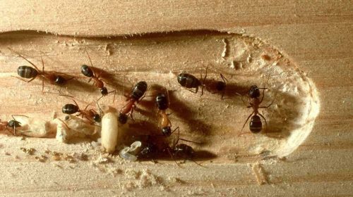 Carpenter Ant Pest Control Mama Bear Pest and Outdoor Katy TX