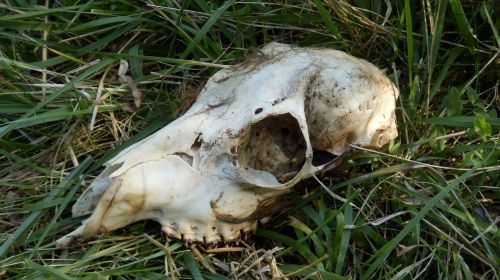 Dead wild animal removal Mama Bear pest and outdoor