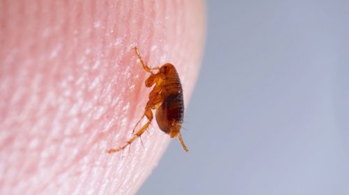 Mama Bear Pest and Outdoor Flea Treatment in Katy TX