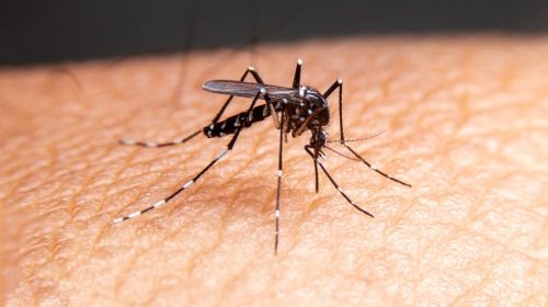 Mosquito pest control Katy TX Mama Bear Pest and Outdoor