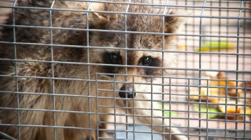 Raccoon removal in Katy TX Mama Bear Pest and Outdoor