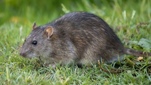 Rodent control and exclusion Katy, TX Mama Bear Pest and Outdoor