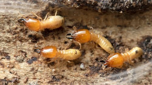 Termite pest control katy TX mam bear pest and outdoor