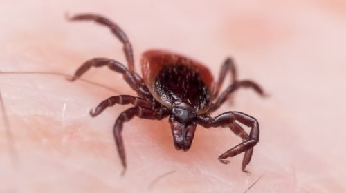 Tick pest control in Katy, TX Mama Bear pest and outdoor