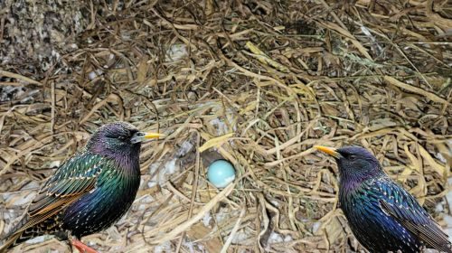 bird removal in katy tx, mama bear pest and outdoor