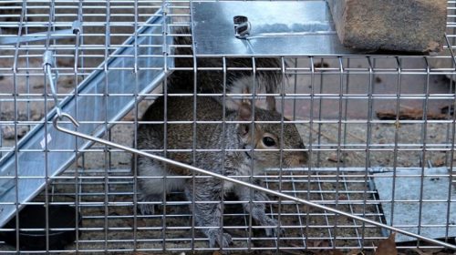 squirrel-removal-services-katy-tx-mamabear-pest and outdoor